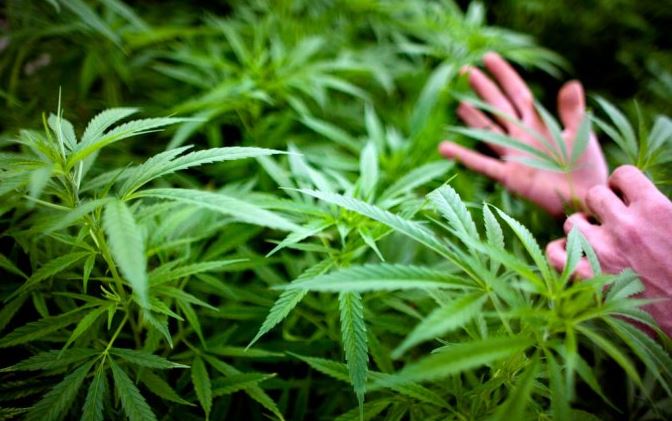 ¿Cuáles son los daños de la marihuana en la salud?