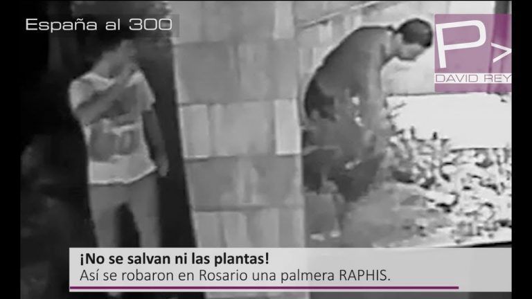 Video: En Rosario… ¡se roban hasta las plantas!