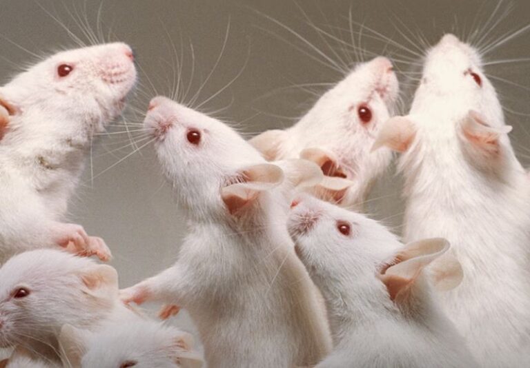 Igual que con ratas, pero con personas; así actúa la dictadura sanitaria